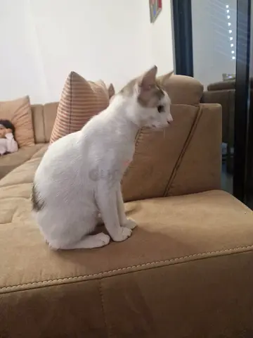 Rescued Kitten free adoption