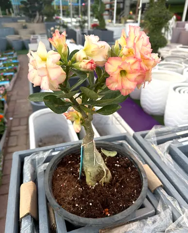 DeSert Rose Grafted