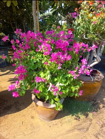 Vibrant Bougainvillea Plant in Decorative Pot