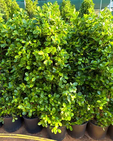 Ficus Panda - Outdoor Plant