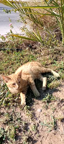 6-7 month kitten for free adoption