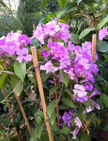 Garlic Vine (Mansoa alliacea)