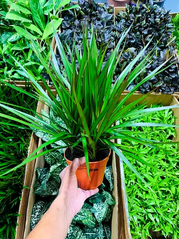 Air purify indoor plant available