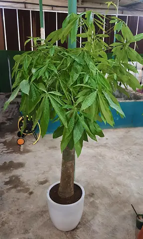 Money Tree 100cm, Pachira Aquatica, Indoor Plant