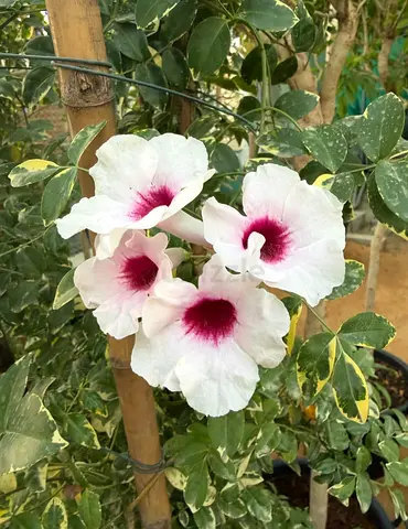 Pandorea jasminoides ~ Outdoor Creeper