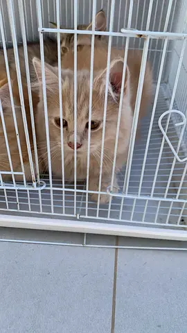 Adorable Persian Cat Looking for a Loving Home