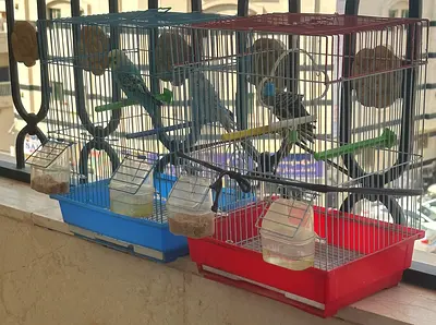 عجمان الروضة 3