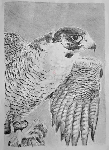 UAE Eagle original art black and white drawing graphite pencil
