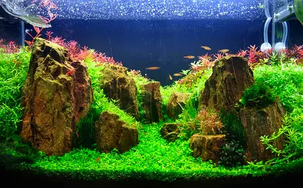 Beautiful Aquascape Aquarium for Sale