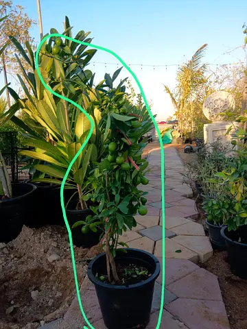 Beautiful Potted Lime and Lemon Tree with fruit  (Negotiable)