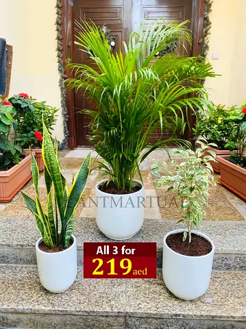 3PCS Potted Fresh Plants in Ceramic Pots