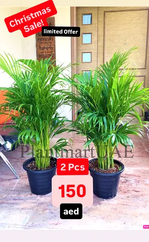 2pcs Fresh Areca palm 150cm-160cm for 150 AED!