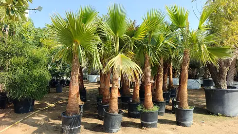 Beautiful Washingtonia PalmTrees for Your Garden 1.5m HT
