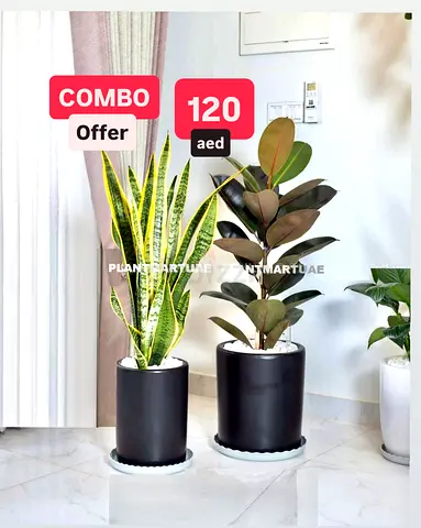 2pcs Fresh Rubber plant + Snake plant in ceramic pots