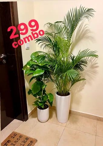 2pcs potted fresh Money plant + Areca palm in Cerami Pots