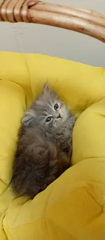 قطط عمرهم 40يوم ذكور واناث النوع شيرازي