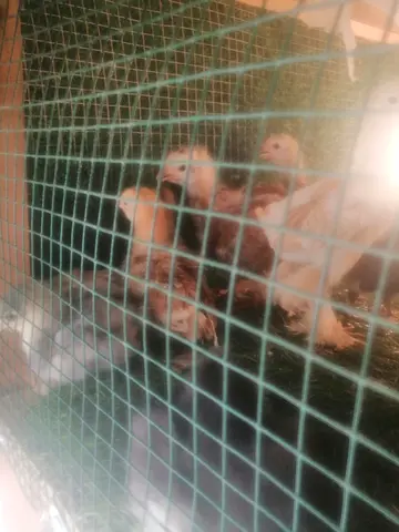 صيصان براهما