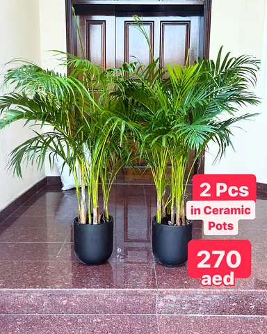 2PCS Potted fresh Areca palm 150m-160cm in Ceramic Pots 270aed