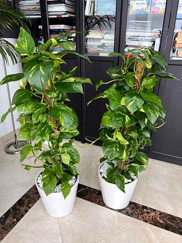 2 money plants in ceramic Pots (overall 1.1mtr size)