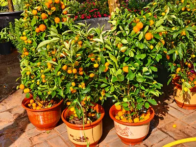 Mandarin  Kumkwat Plants in Decorative Pots