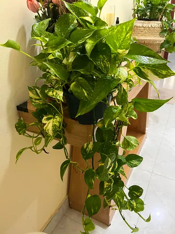 Beautiful Pothos Plant for Sale