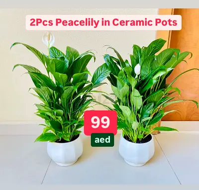 Set of 2 Peace Lily Plants in Elegant Ceramic Pots