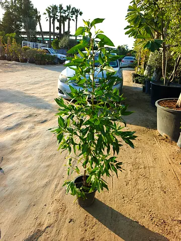 Beautiful Damas Plant  Available For Your Garden