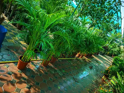 Lush Indoor Plants for a Refreshing Vibe 100-120cm HT