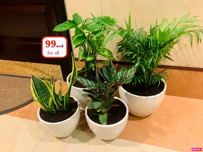4 Potted indoor plants in ceramic pots