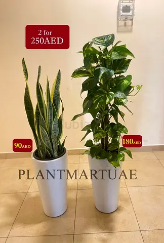 2PCS potted fresh indoor Money Plant + Snake plant in Ceramic Pots