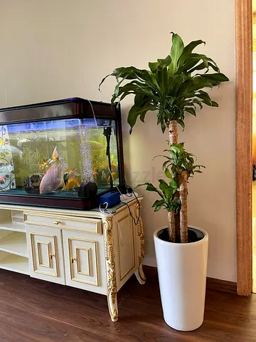 Dracaena Massangena Indoor Plant with CERAMIC Pot