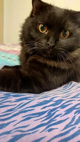 Charming Black Cat Looking for a New Home