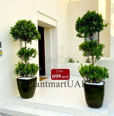 2pcs fresh potted 3tier ficus panda in Ceramic Pots