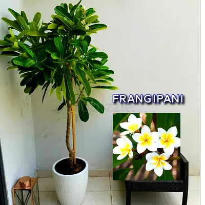 Beautiful Frangipani Plant 1.7mtr-1.8mtr in CERAMIC Pot