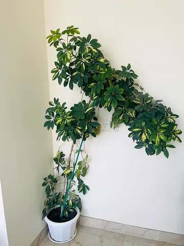 Dwarf Umbrella Tree