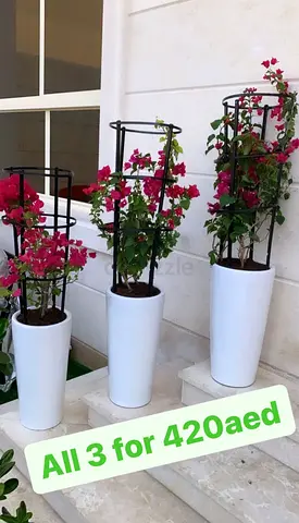 3pcs potted Bougainvillea in Ceramic Pots for 420ed