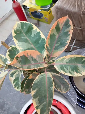 Decorative Rubber Plant for Home  Garden