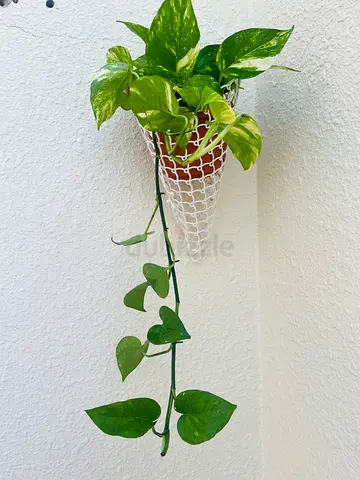 Decorative Hanging Plant in Cone Basket