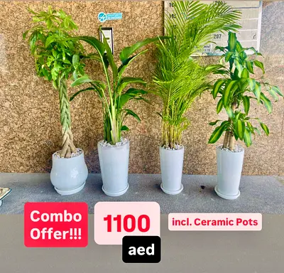 4 Indoor Plant Combo with Ceramic Pots for Sale