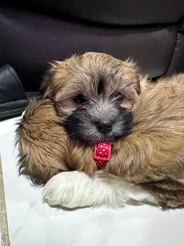 Havanese sisters for Adoption