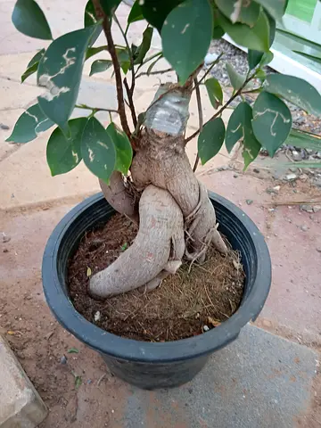 Indoor Ficus Bonsai Tree in Pot