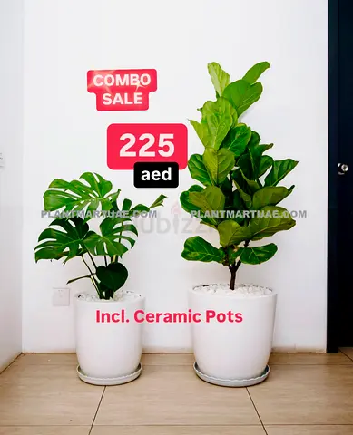 2Pcs Potted Fresh fiddle fig + Monstera in Ceramic Pots
