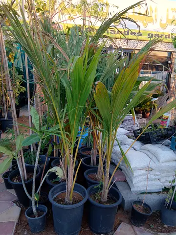Exotic Potted Palm Tree for Your Garden