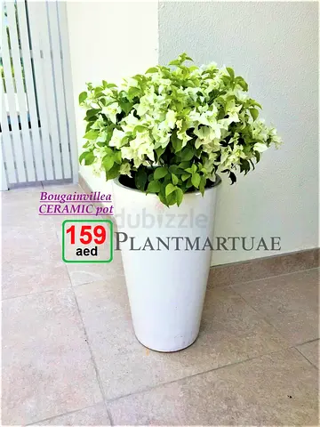 Beautiful Bougainvillea Outdoor in Ceramic Pot