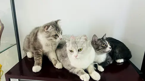 Three Adorable Cats Looking for a Loving Home