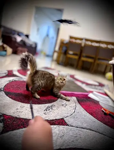 Playful Cat Ready for a New Home