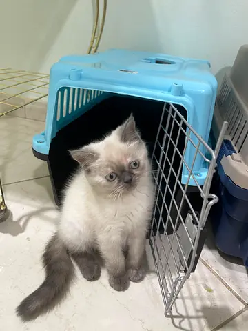 Kitten ready to go