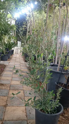 Potted Olive Tree for Your Garden or Home