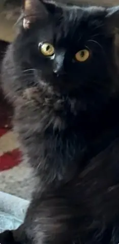 Black Scottish Straight Cat 7 Months Old