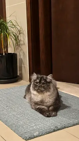 Missing Grey Persian Cat